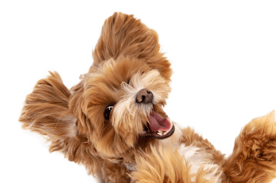 Pet Kuaför ve Bakım