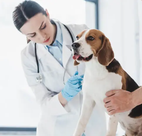 Salihli Veteriner Kliniği - Veteriner Hekim