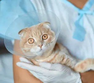 Salihli Veteriner Kliniği - Kedi