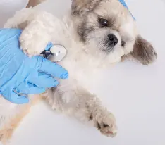 Salihli Veteriner Kliniği - Köpek