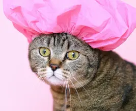 Salihli Veteriner Kliniği - Kuaför Uygulaması