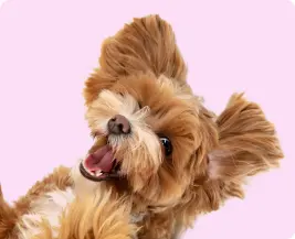 Salihli Veteriner Kliniği - Tüy Bakımı Görseli