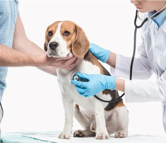 Salihli Veteriner Kliniği - Pet Bakım Görseli